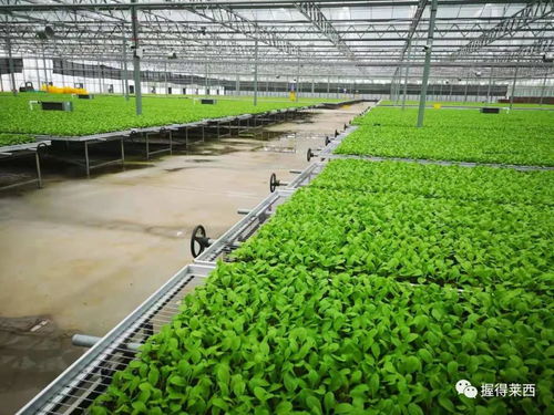 青岛九联与有田农业上榜省级农产品出口示范企业，引领农产品出口新篇章