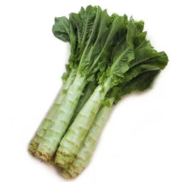 中贸农产品综合批发市场蔬菜区 从基地到市场的一站式采购指南与每日参考价解析