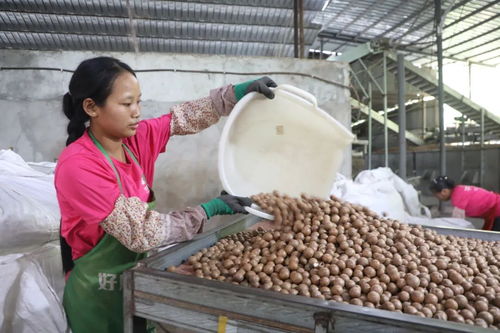 芒市澳洲坚果喜迎丰收，预计产值达2.3亿元