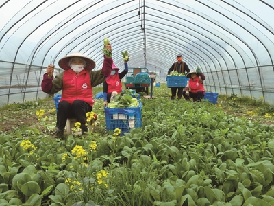 嘉兴创新“促销十法”破局农产品供销难题，畅通城乡经济循环