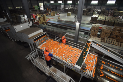 拼多多农产品上行发展报告 '三区三州'销售额猛增413%，电商助力乡村产业振兴